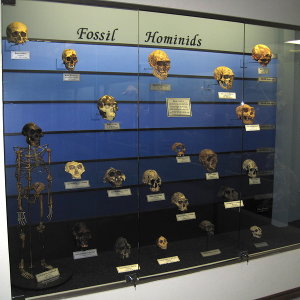 http://en.wikipedia.org/wiki/File:Fossil_hominids.jpg