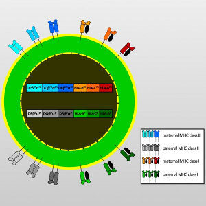 http://en.wikipedia.org/w/index.php?title=File:MHC_expression.svg&page=1