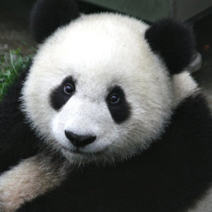 http://en.wikipedia.org/wiki/File:Panda_Cub_from_Wolong,_Sichuan,_China.JPG