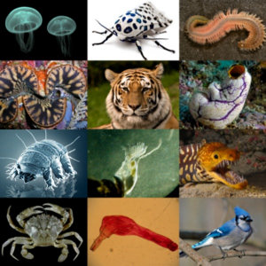 http://commons.wikimedia.org/wiki/File:Animal_diversity.png