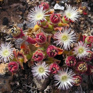 http://en.wikipedia.org/wiki/File:Unk_desert_flower_2.jpg